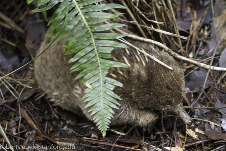 echidna